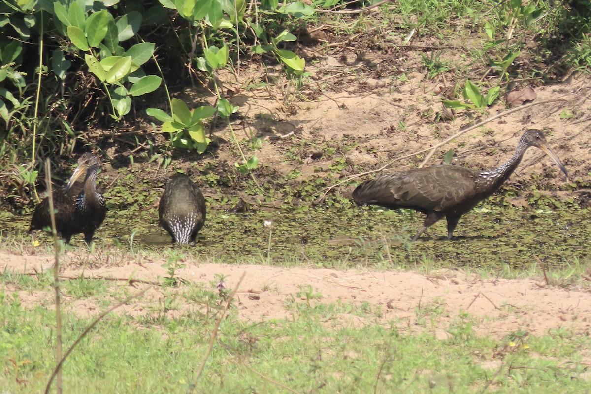 Limpkin - ML641831652