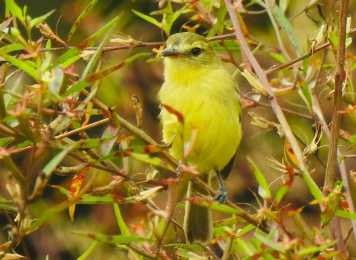 Yellow Tyrannulet - ML641831653