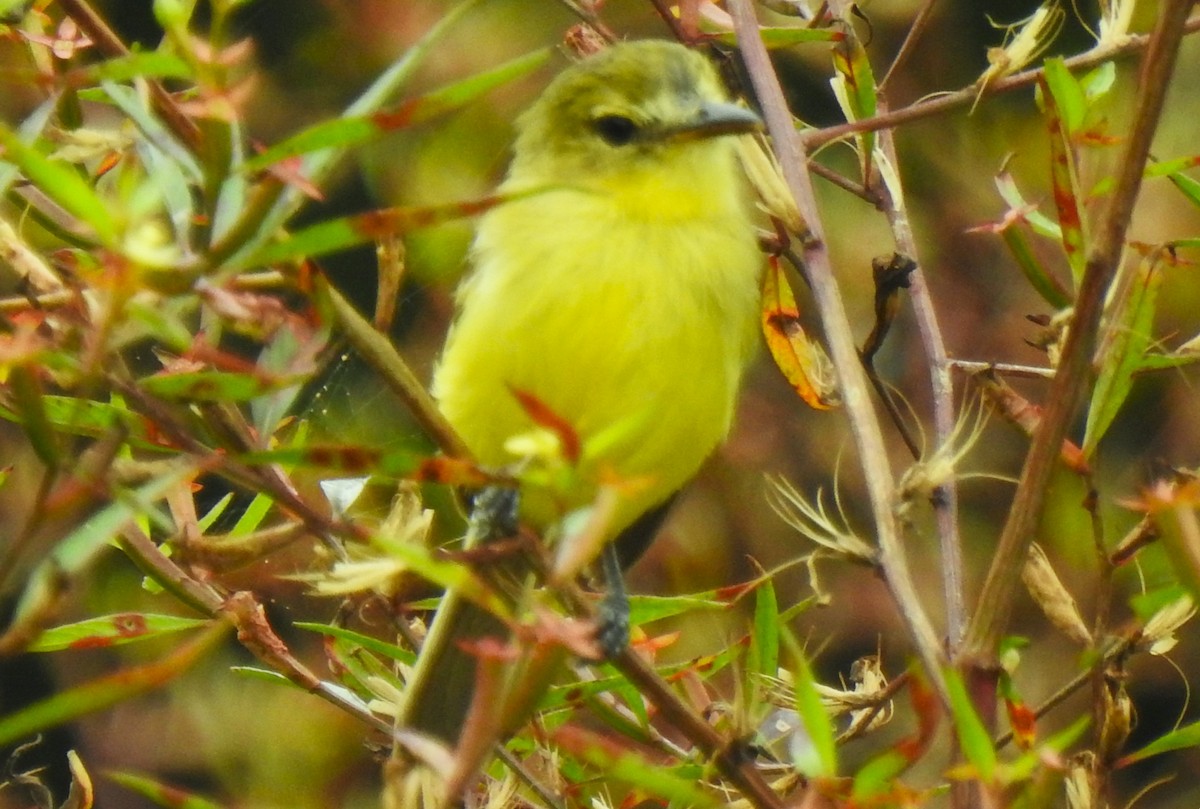 Yellow Tyrannulet - ML641831654
