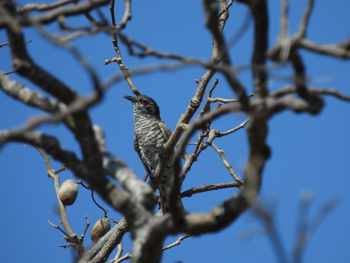 Little Bronze-Cuckoo - ML641831658
