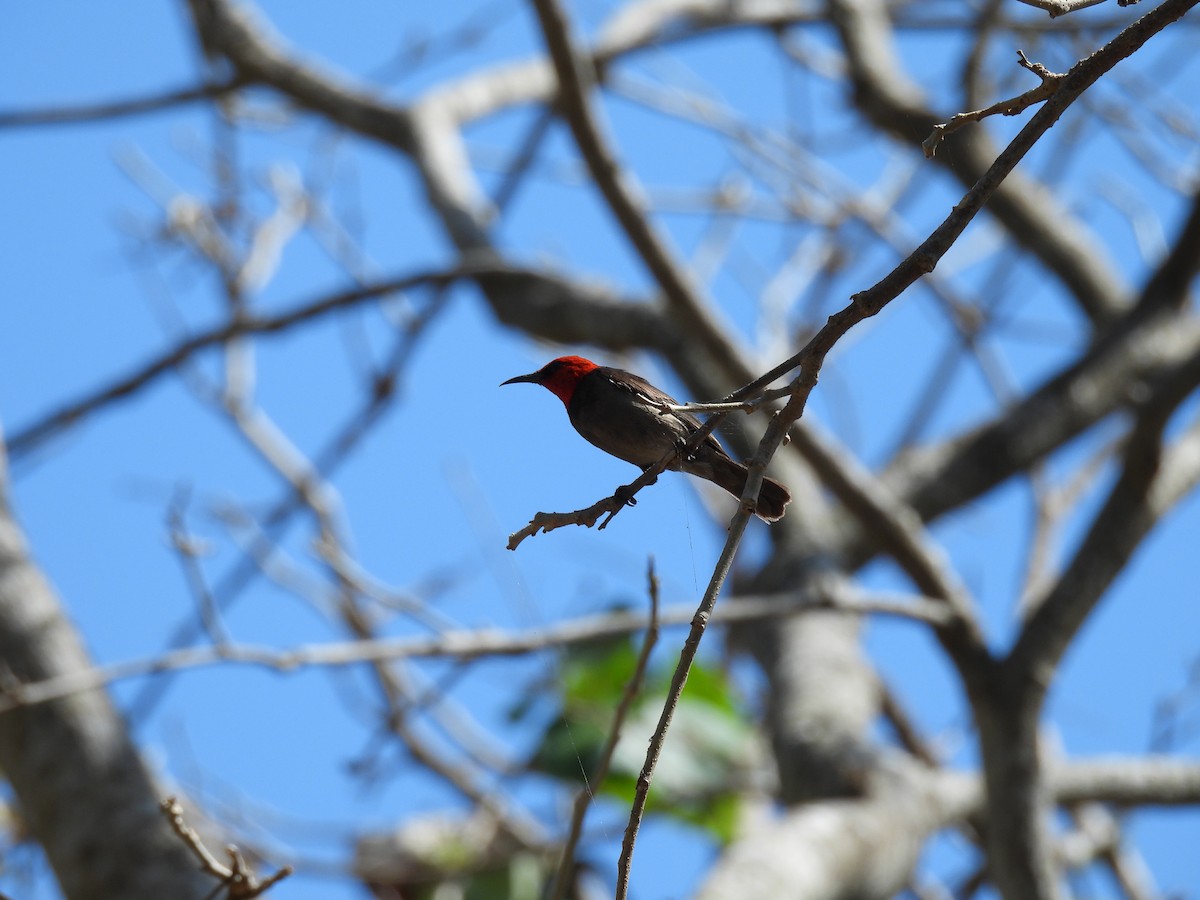 Red-headed Myzomela - ML641831664