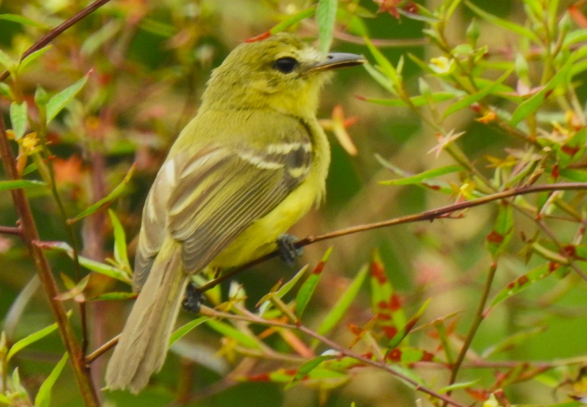 Yellow Tyrannulet - ML641831665