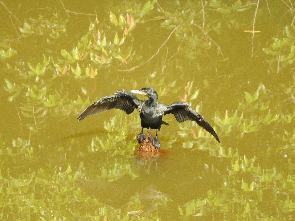Neotropic Cormorant - ML641831682