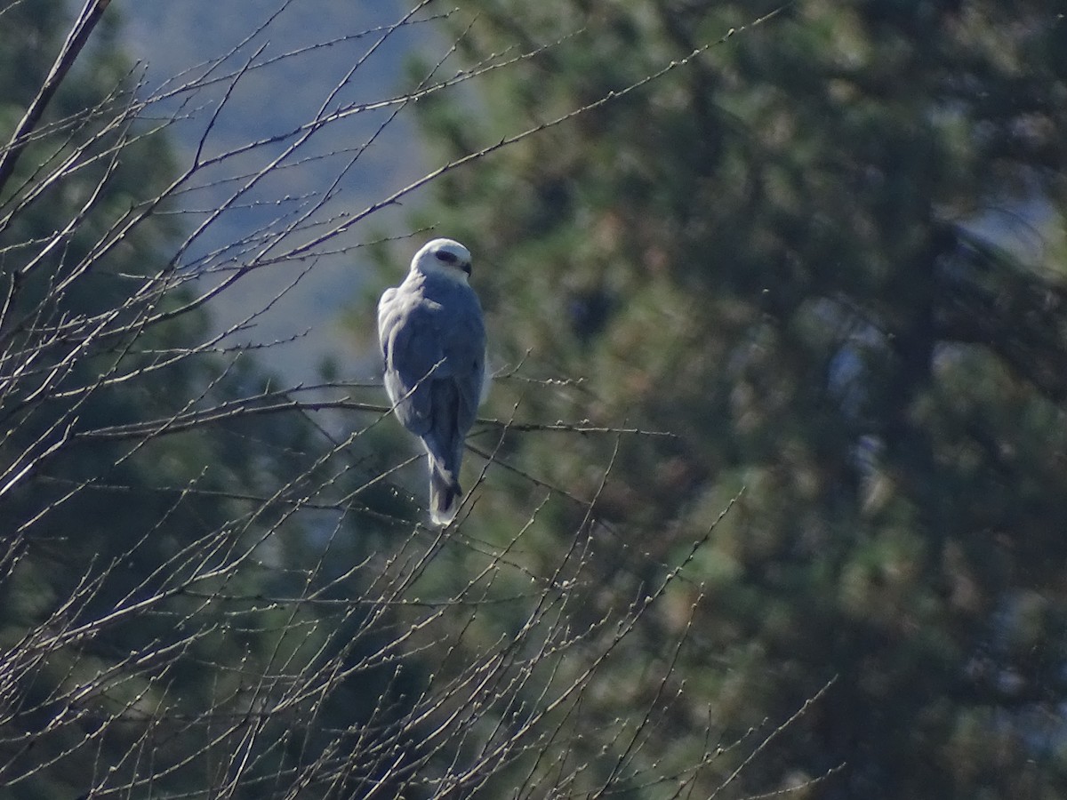 White-tailed Kite - ML641831691
