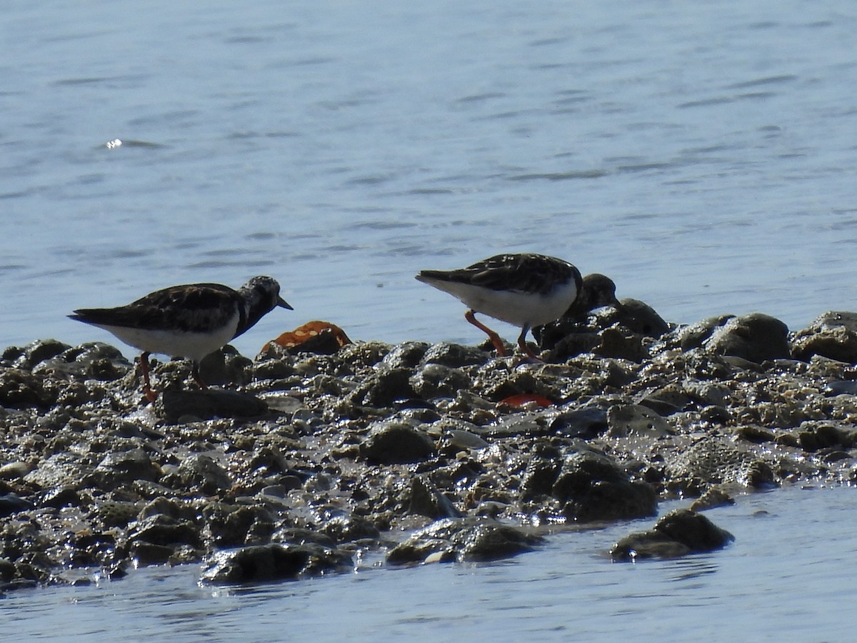 Ruddy Turnstone - ML641831700