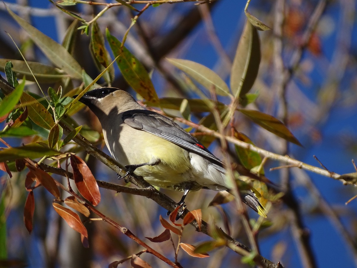 Cedar Waxwing - ML641831701