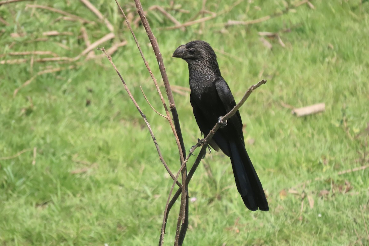 Smooth-billed Ani - ML641831705