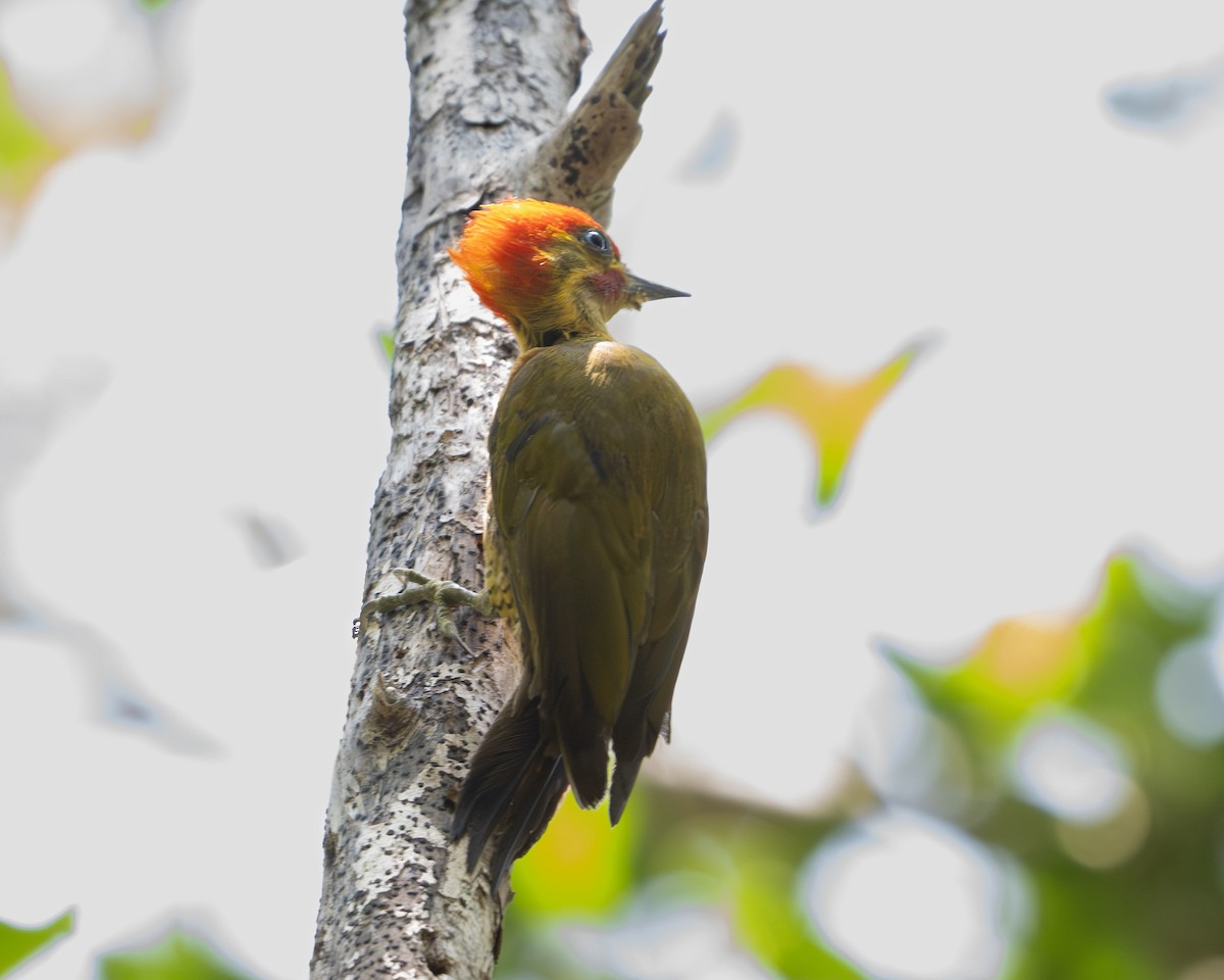 Golden-green Woodpecker - ML641831718