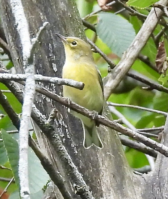 Pine Warbler - ML641831731
