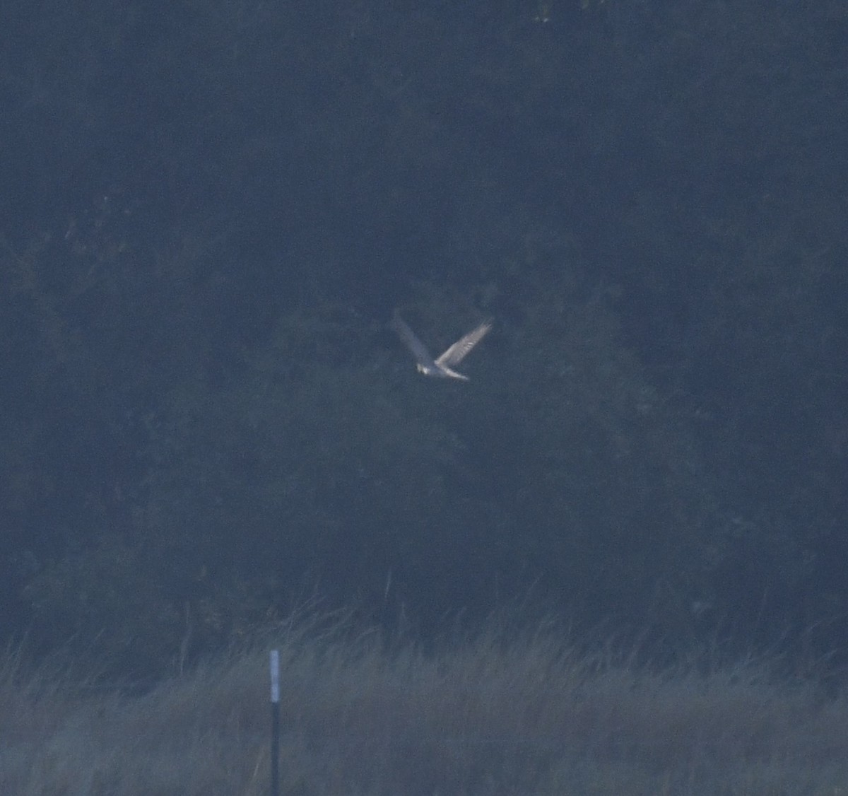 Aerospiza/Tachyspiza/Accipiter/Astur sp. - ML641831738