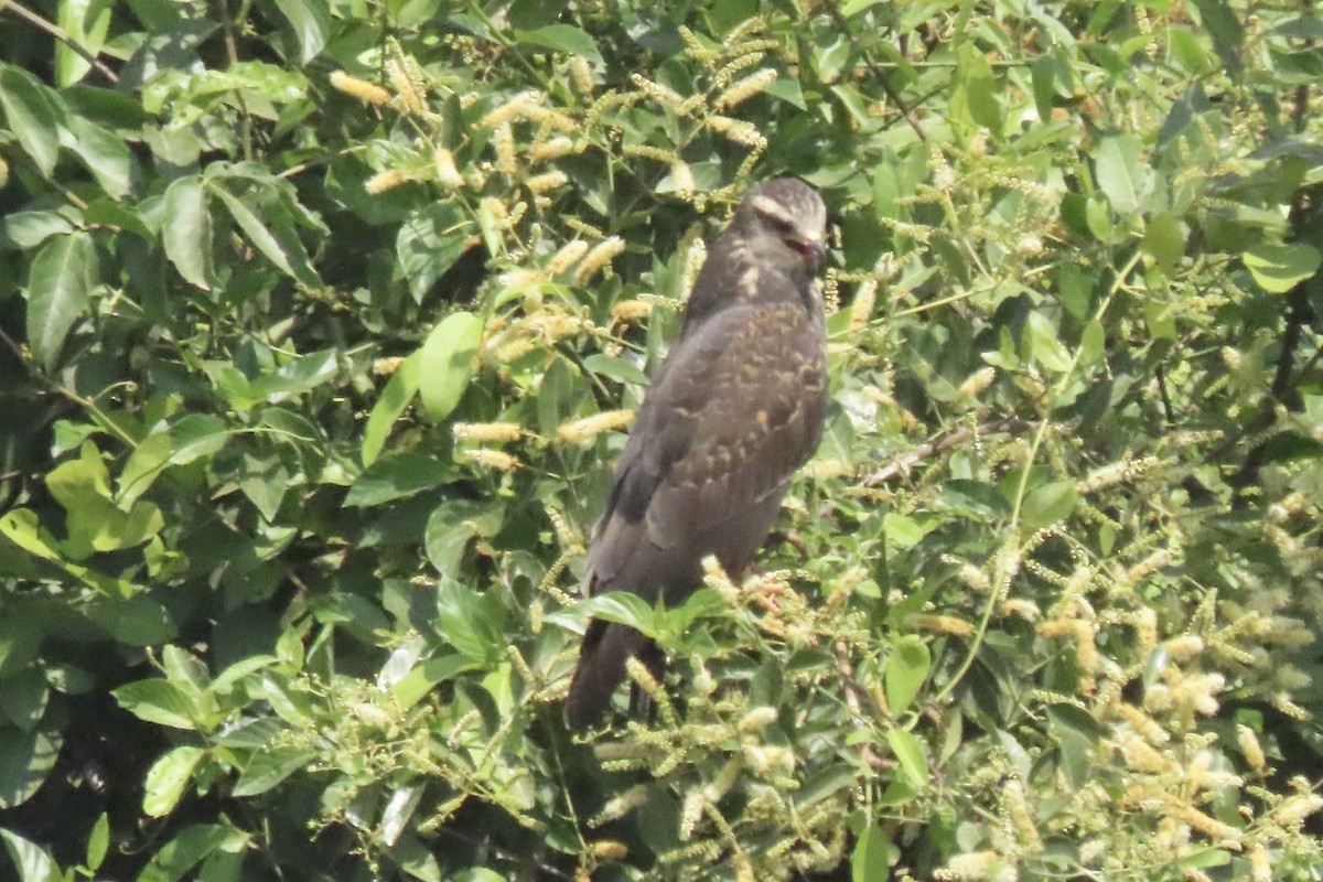 Snail Kite - ML641831739
