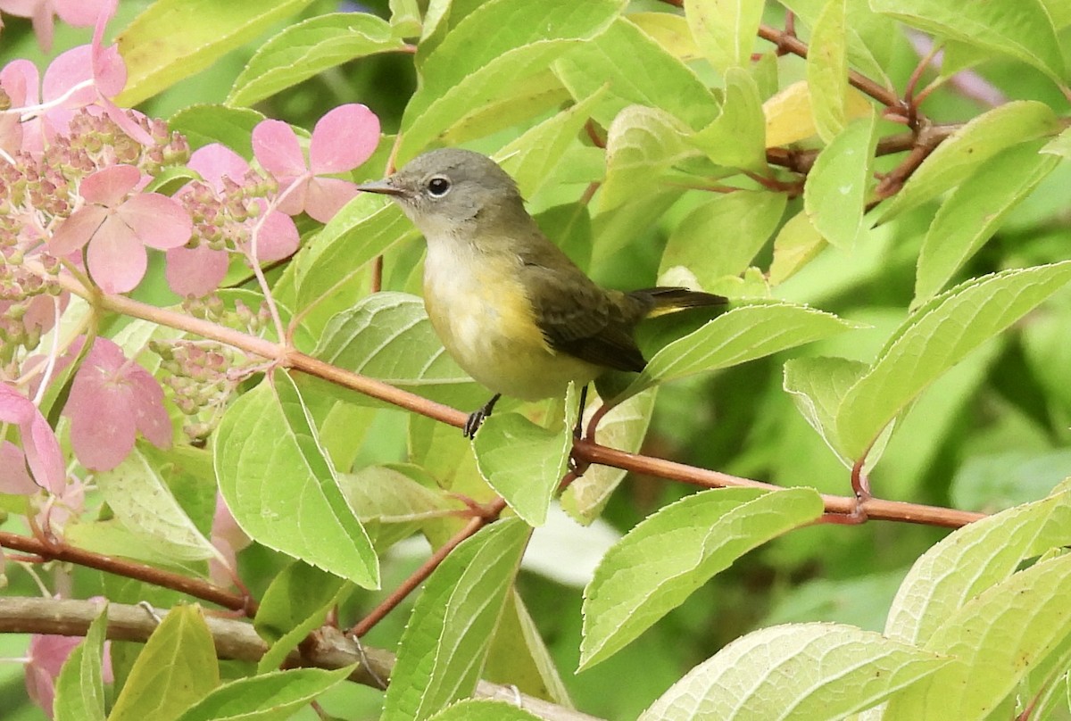 American Redstart - ML641831742
