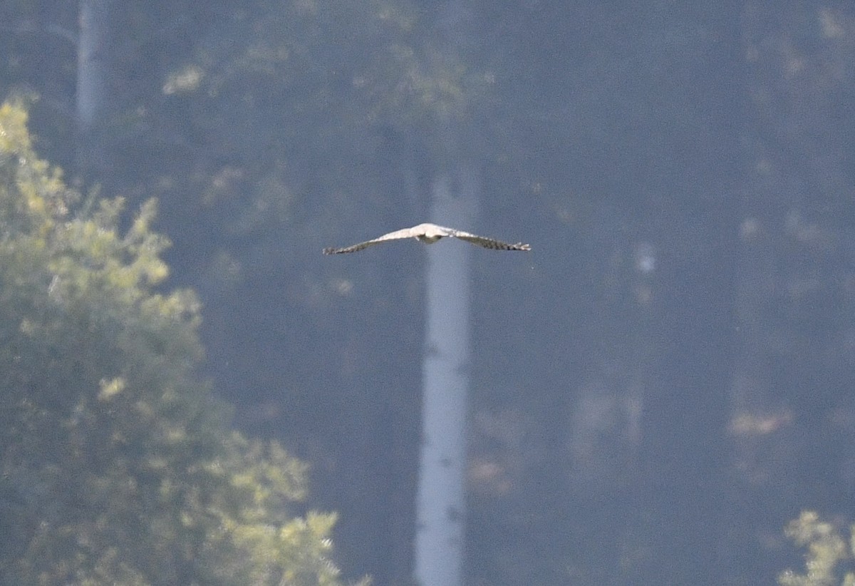 Aerospiza/Tachyspiza/Accipiter/Astur sp. - ML641831743