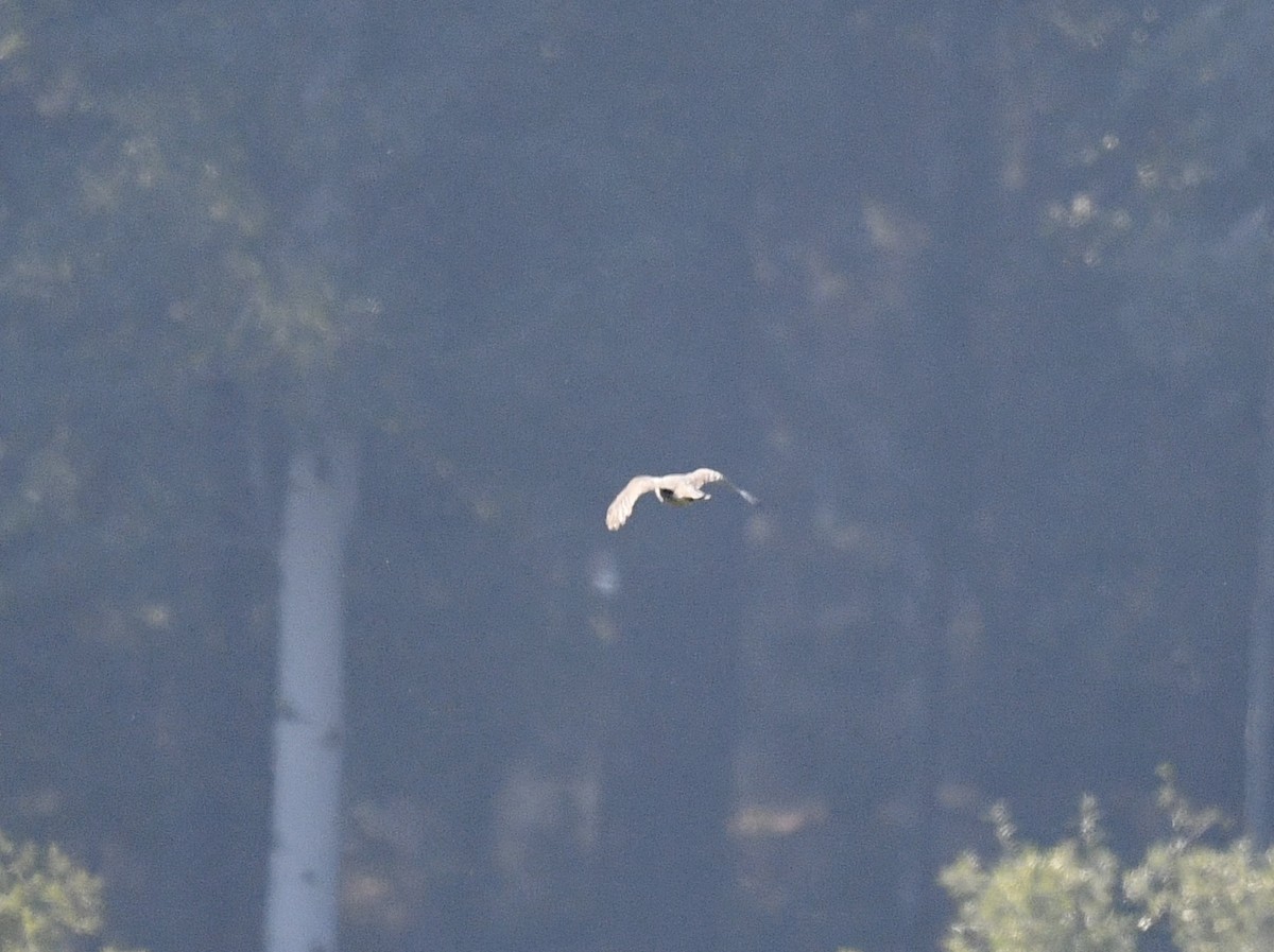 Aerospiza/Tachyspiza/Accipiter/Astur sp. - ML641831744