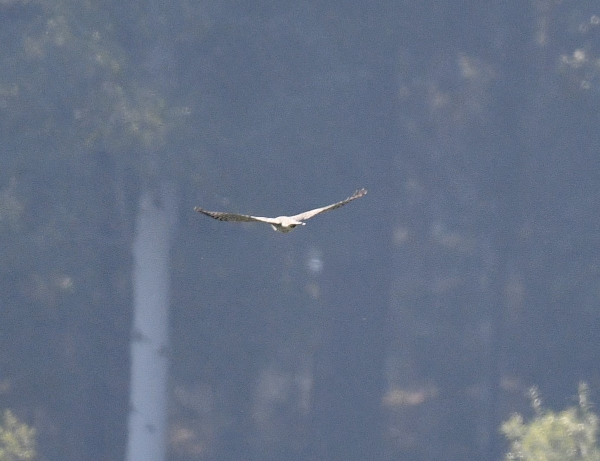 Aerospiza/Tachyspiza/Accipiter/Astur sp. - ML641831745