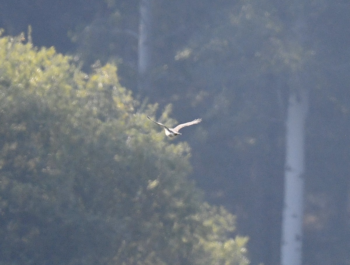 Aerospiza/Tachyspiza/Accipiter/Astur sp. - ML641831746