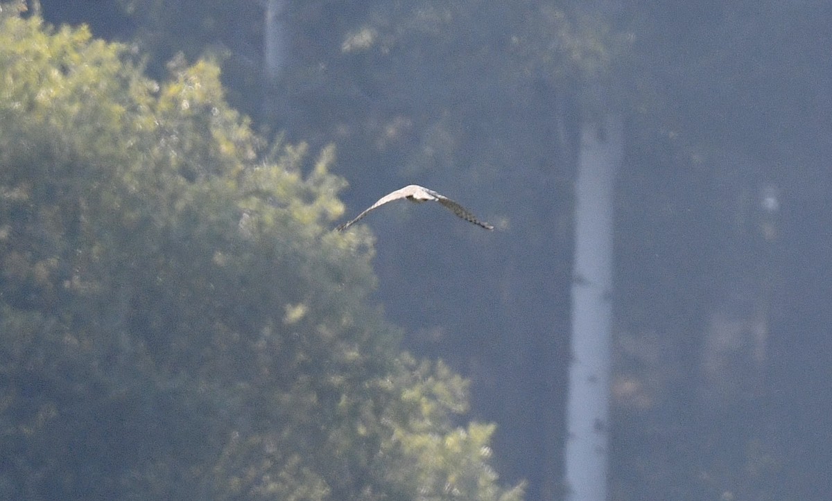 Aerospiza/Tachyspiza/Accipiter/Astur sp. - ML641831747