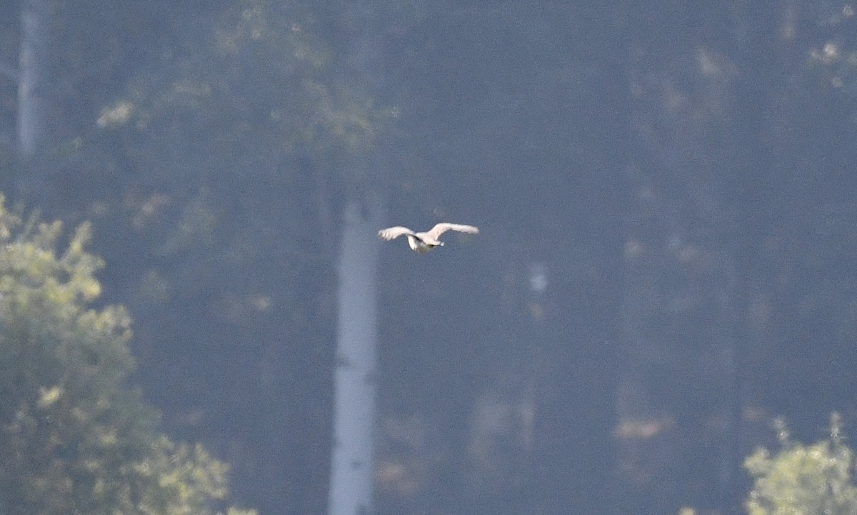 Aerospiza/Tachyspiza/Accipiter/Astur sp. - ML641831748