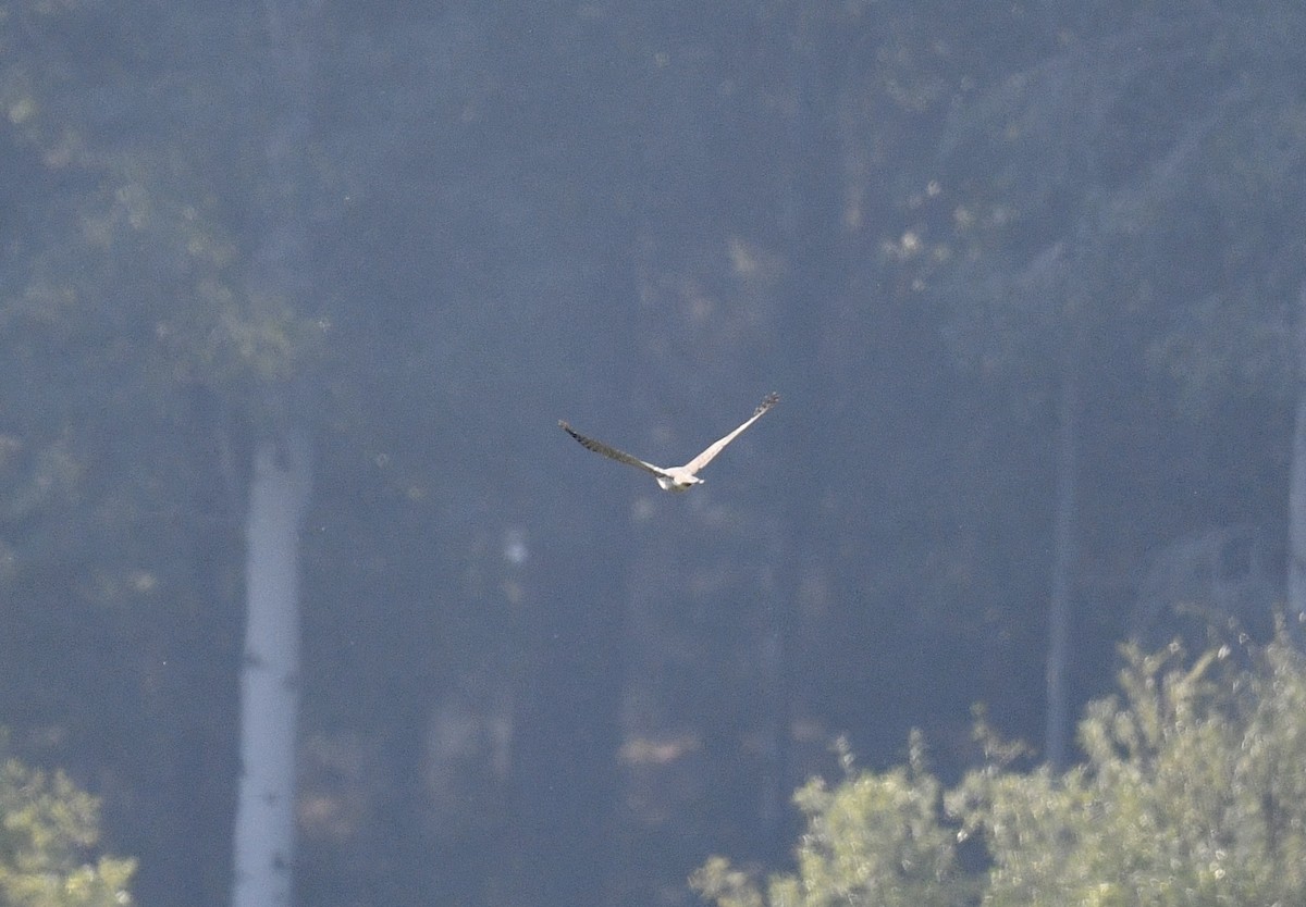 Aerospiza/Tachyspiza/Accipiter/Astur sp. - ML641831749