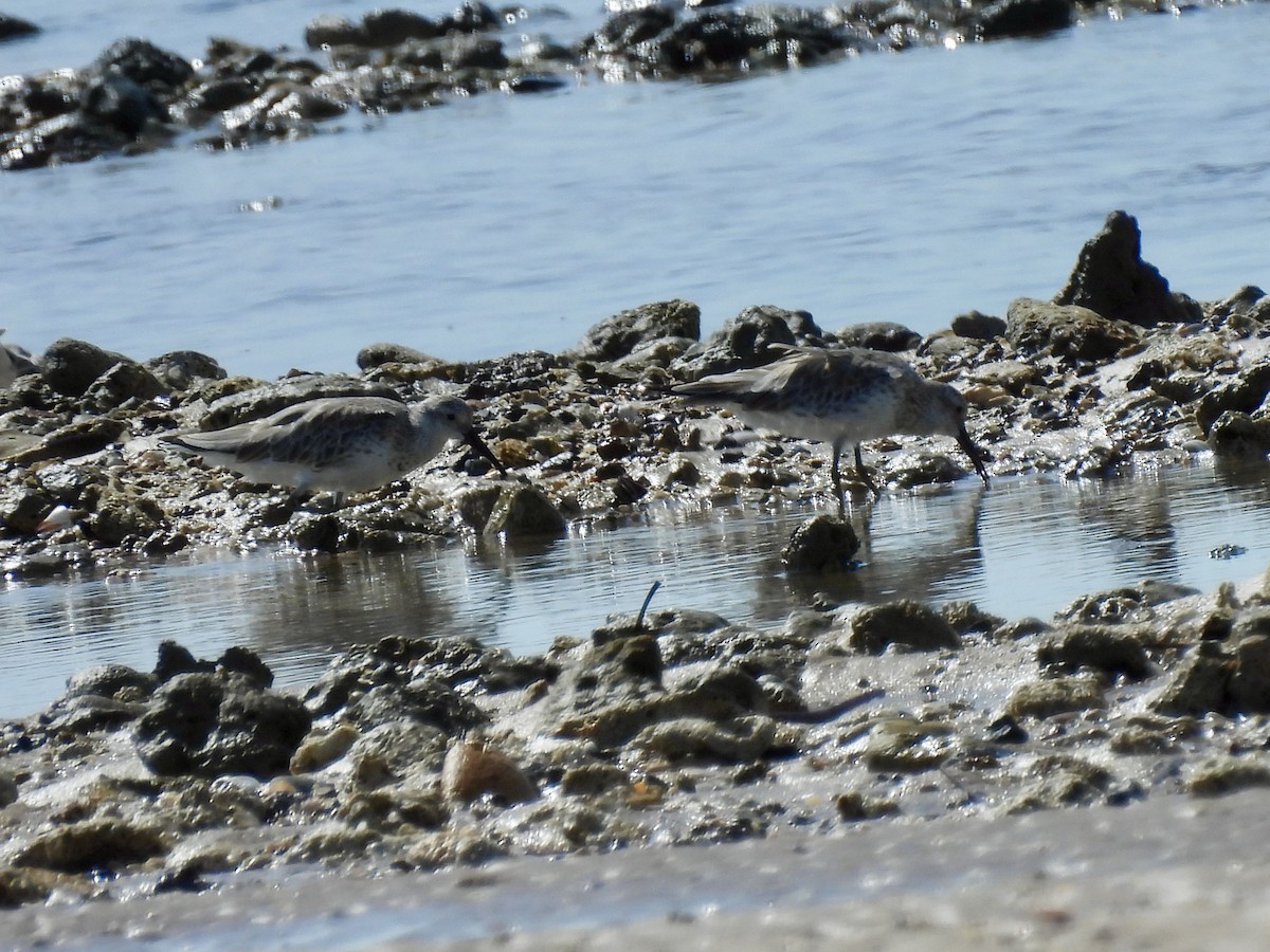 Great Knot - ML641831751