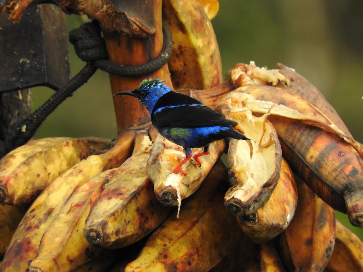 Red-legged Honeycreeper - ML641831760