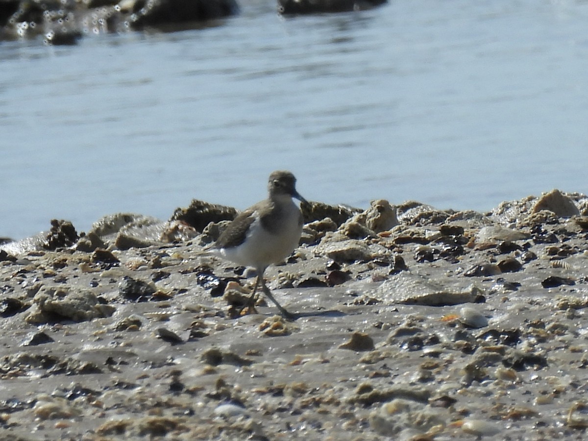 Common Sandpiper - ML641831787
