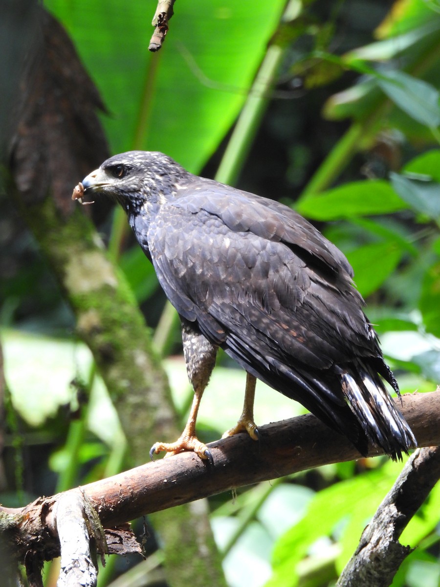 Common Black Hawk - ML641831806