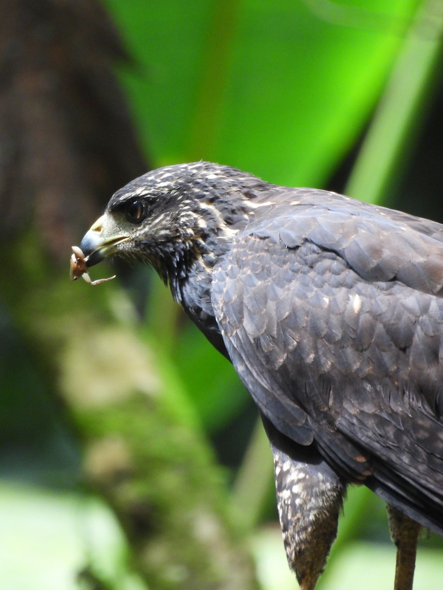 Common Black Hawk - ML641831807