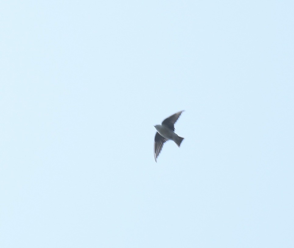 Vaux's Swift - ML641831816