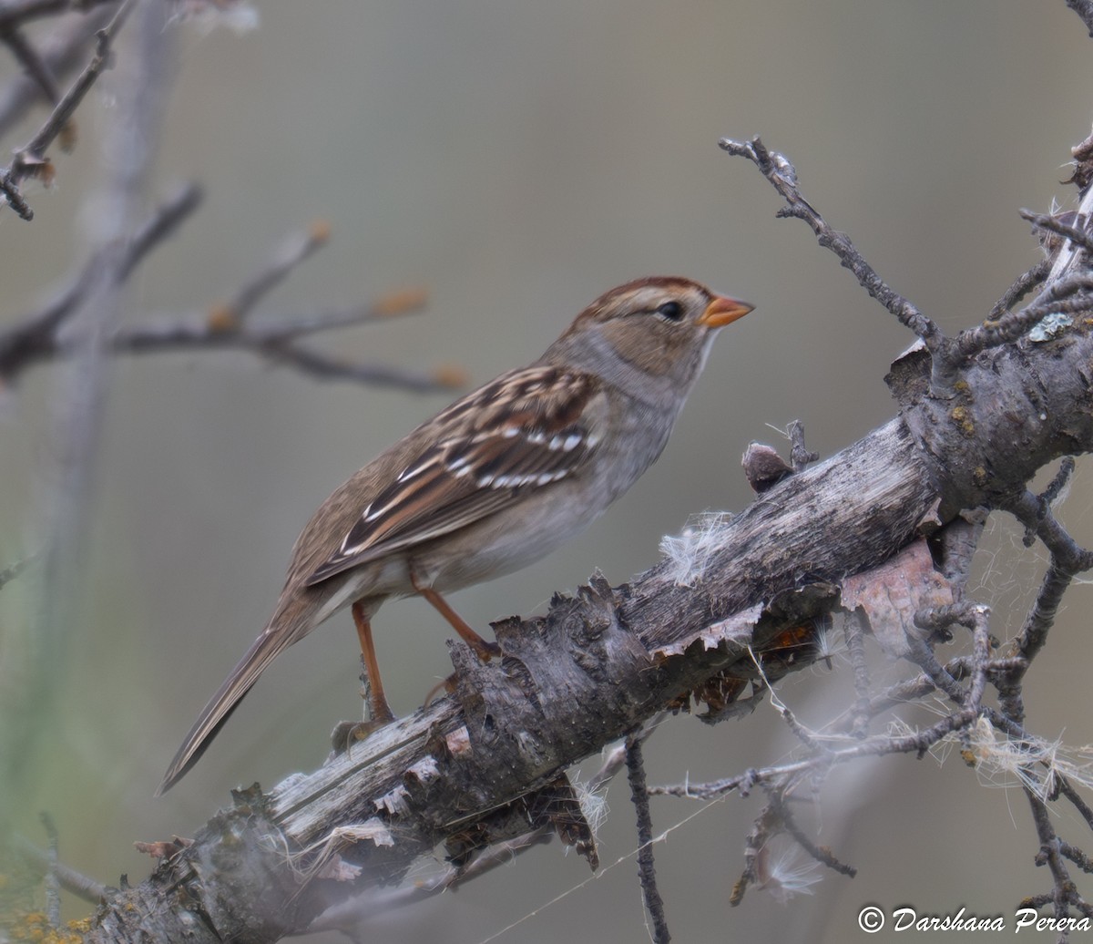 White-crowned Sparrow - ML641831864