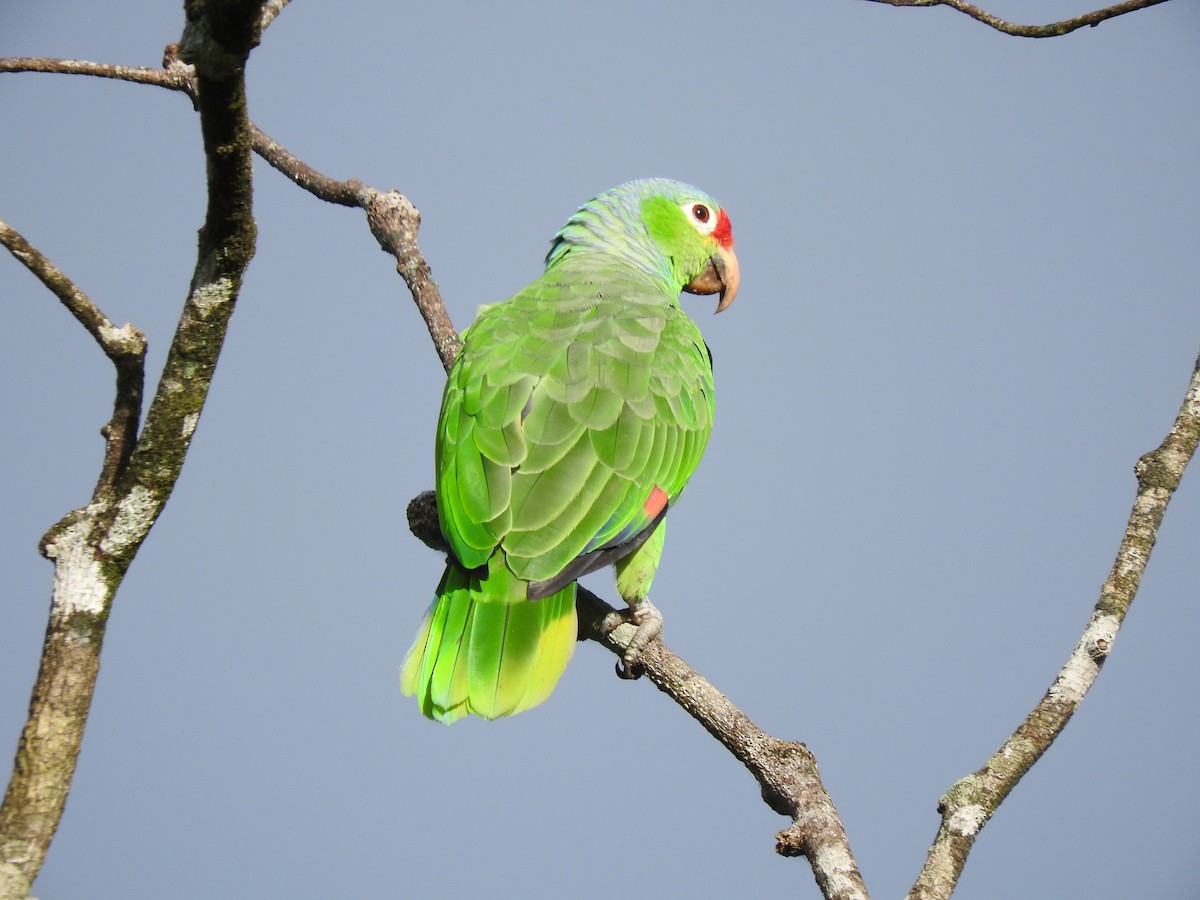 Red-lored Amazon - ML641831866