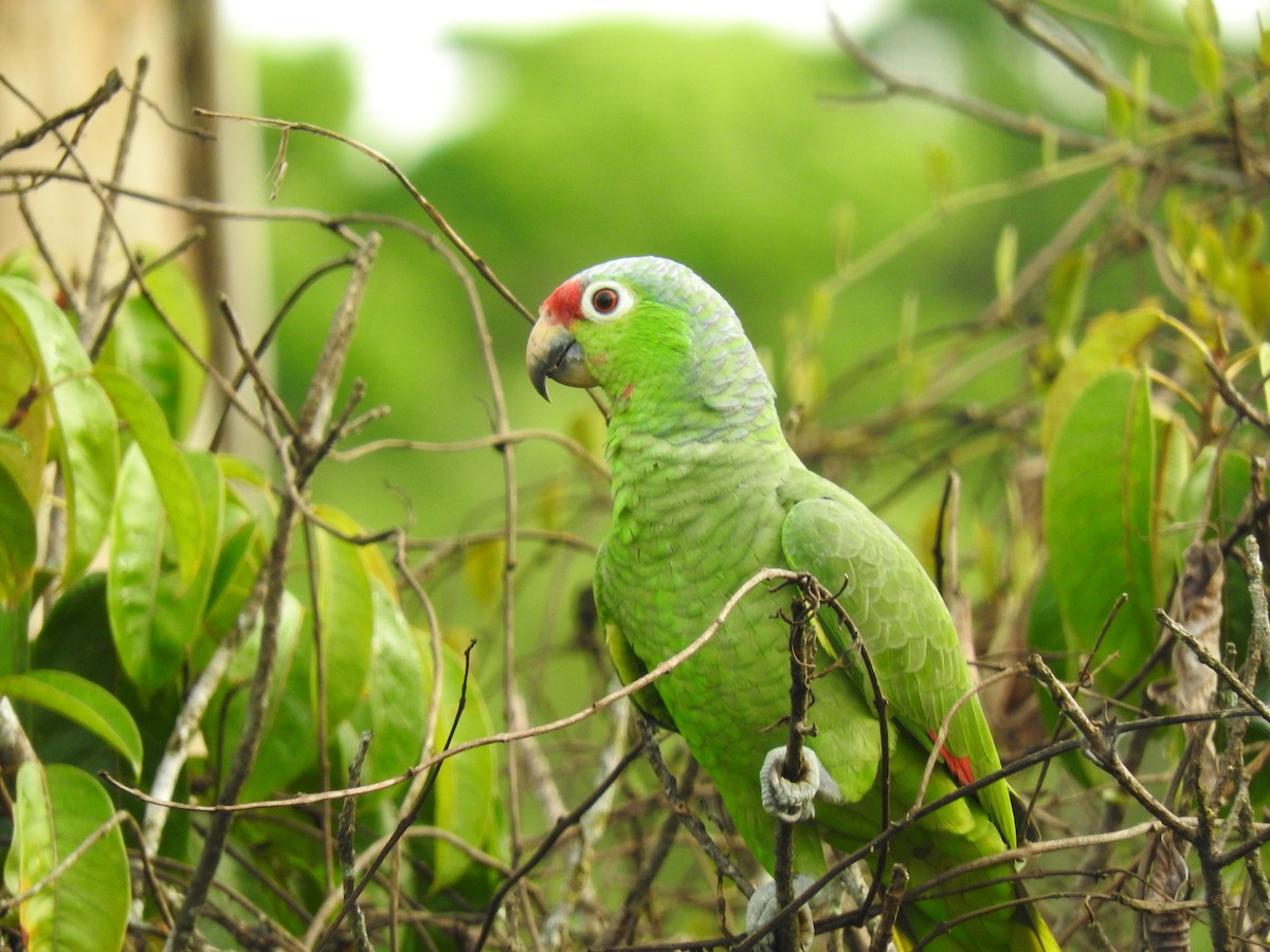 Red-lored Amazon - ML641831888