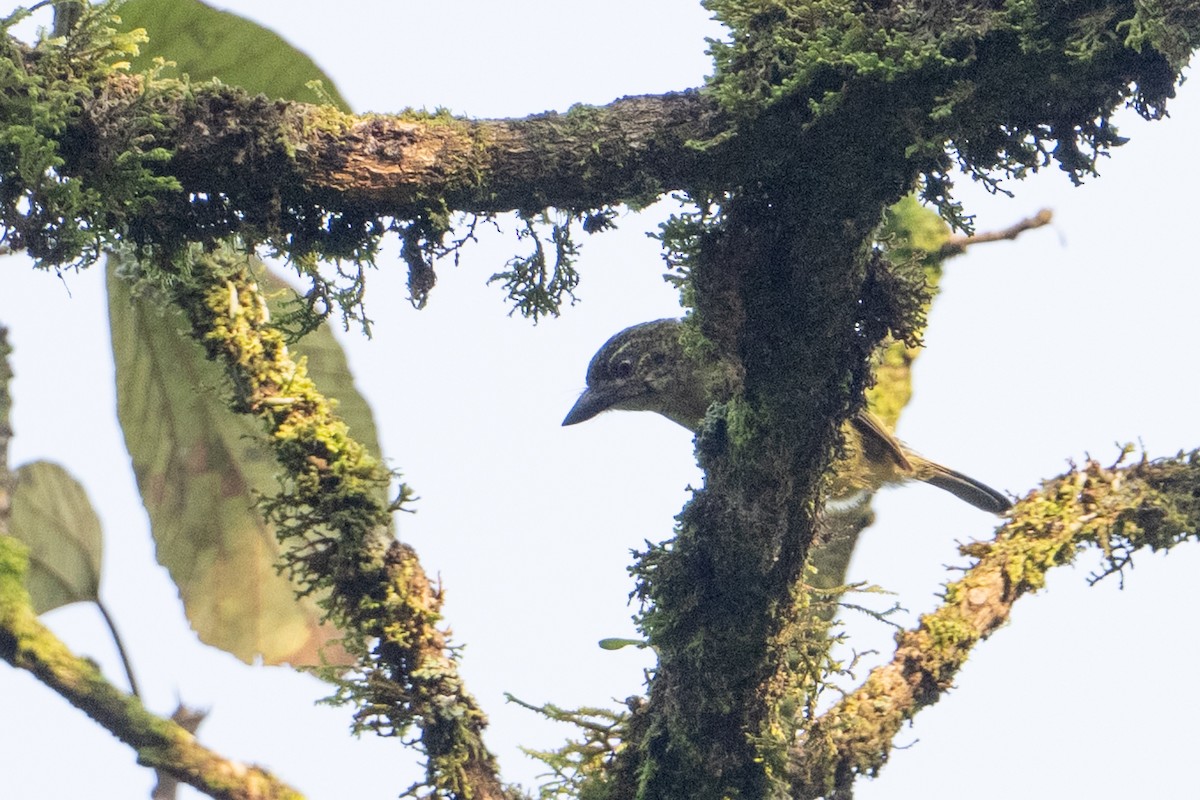 Speckled Tinkerbird - ML641831910