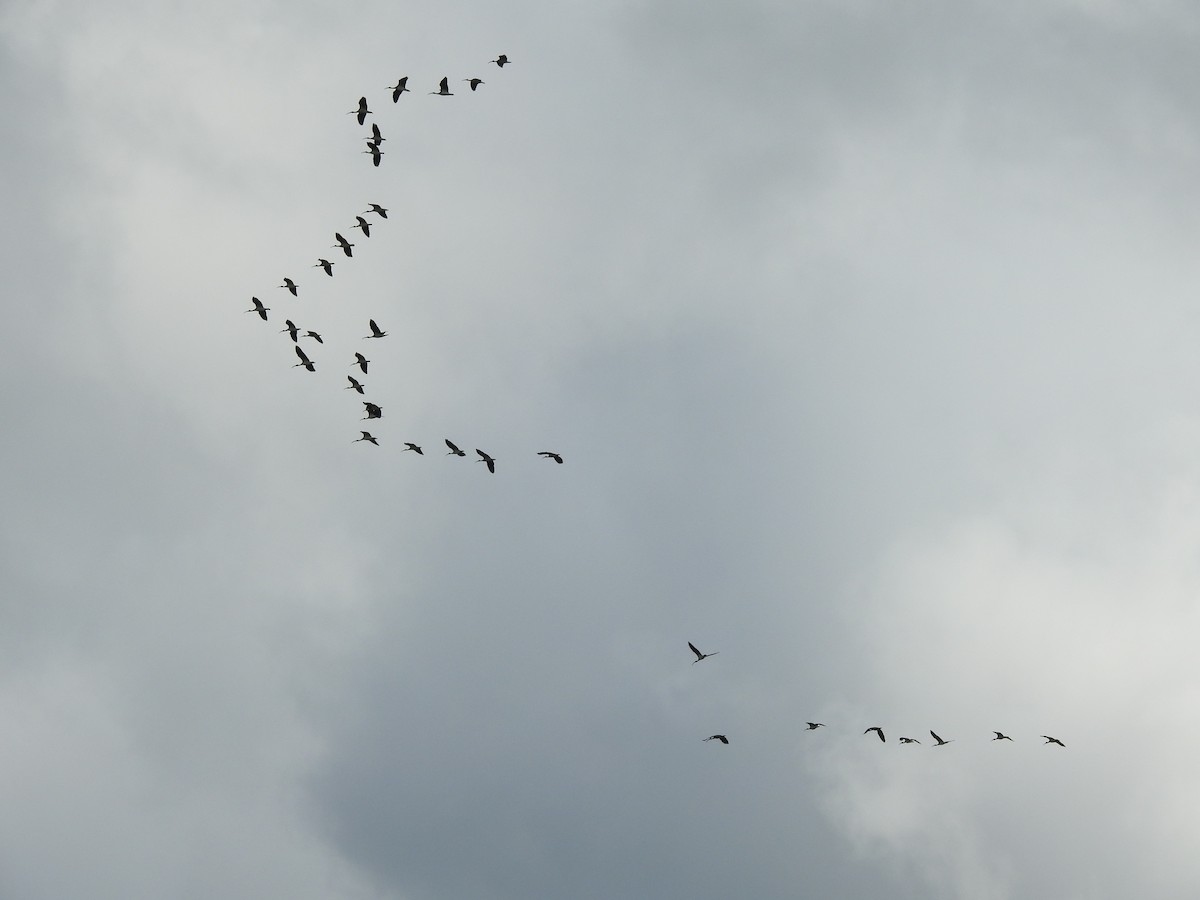 ibis slámokrký - ML641831911