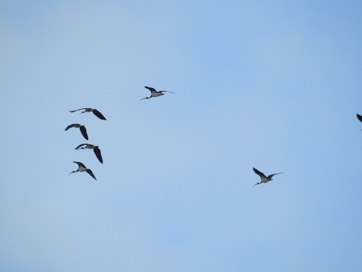 ibis slámokrký - ML641831912