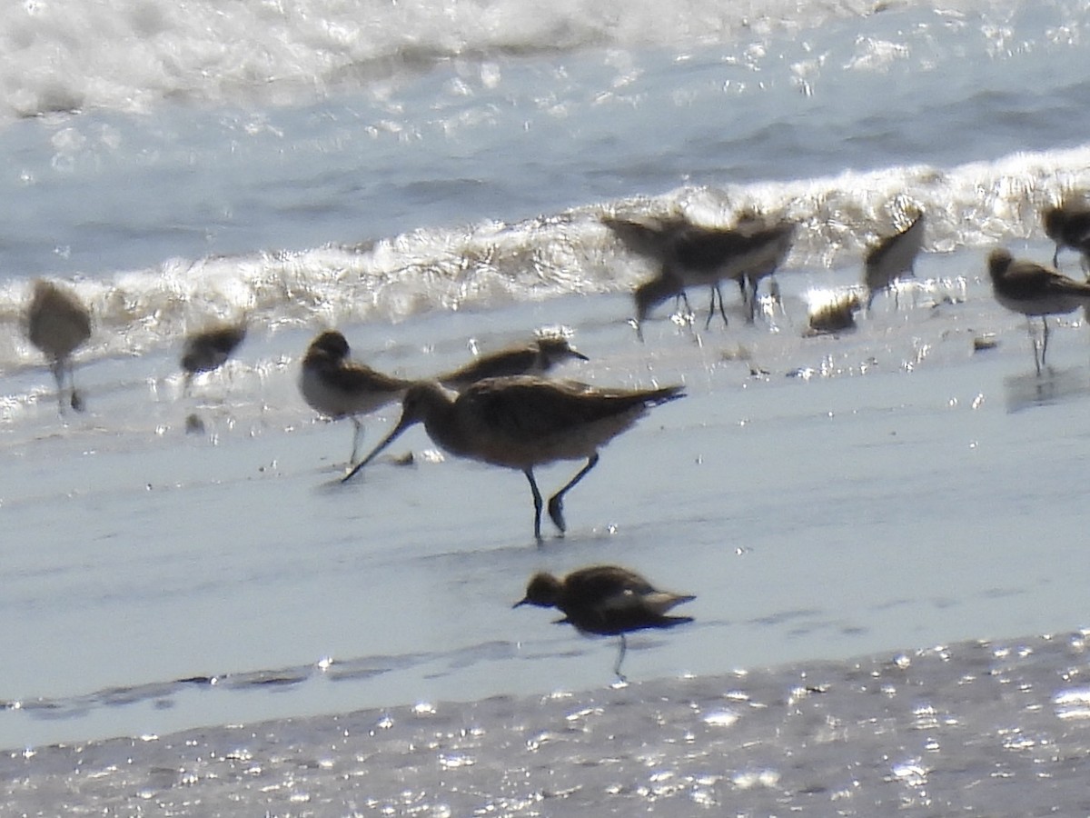 Bar-tailed Godwit - ML641831926
