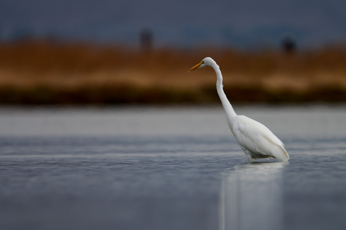 Great Egret - ML641831978