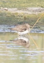 Solitary Sandpiper - ML641831980