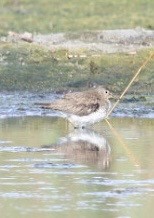 Solitary Sandpiper - ML641831981