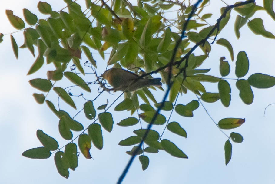 new world warbler sp. - ML641831984