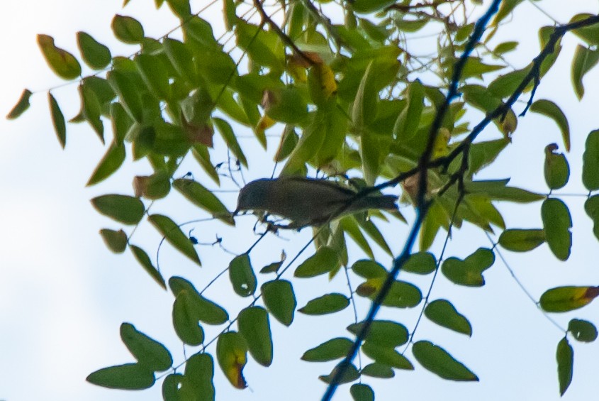 new world warbler sp. - ML641831985