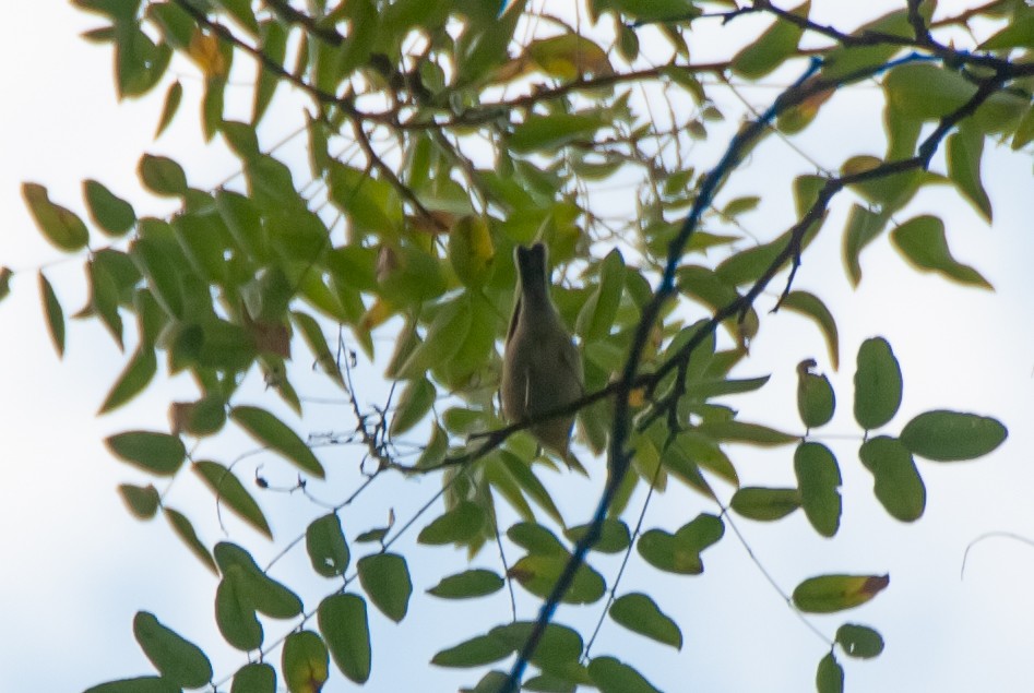 new world warbler sp. - ML641831986