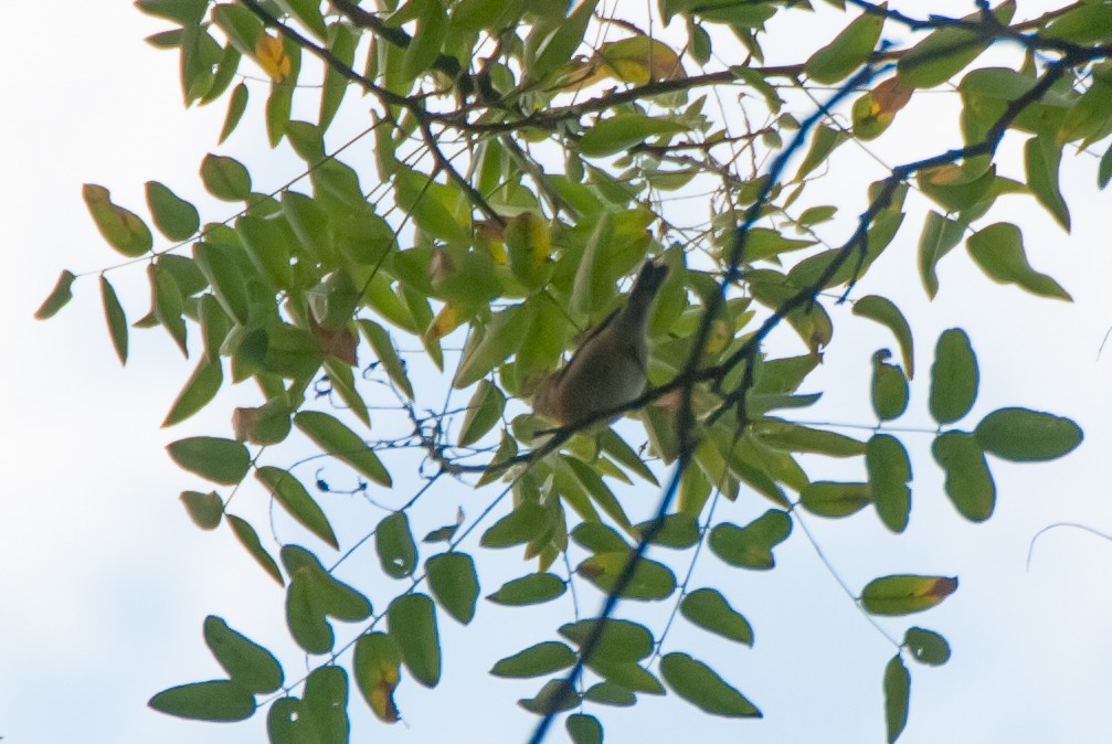 new world warbler sp. - ML641831987