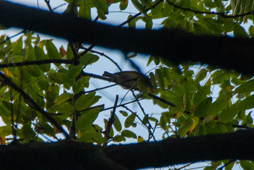 new world warbler sp. - ML641831988