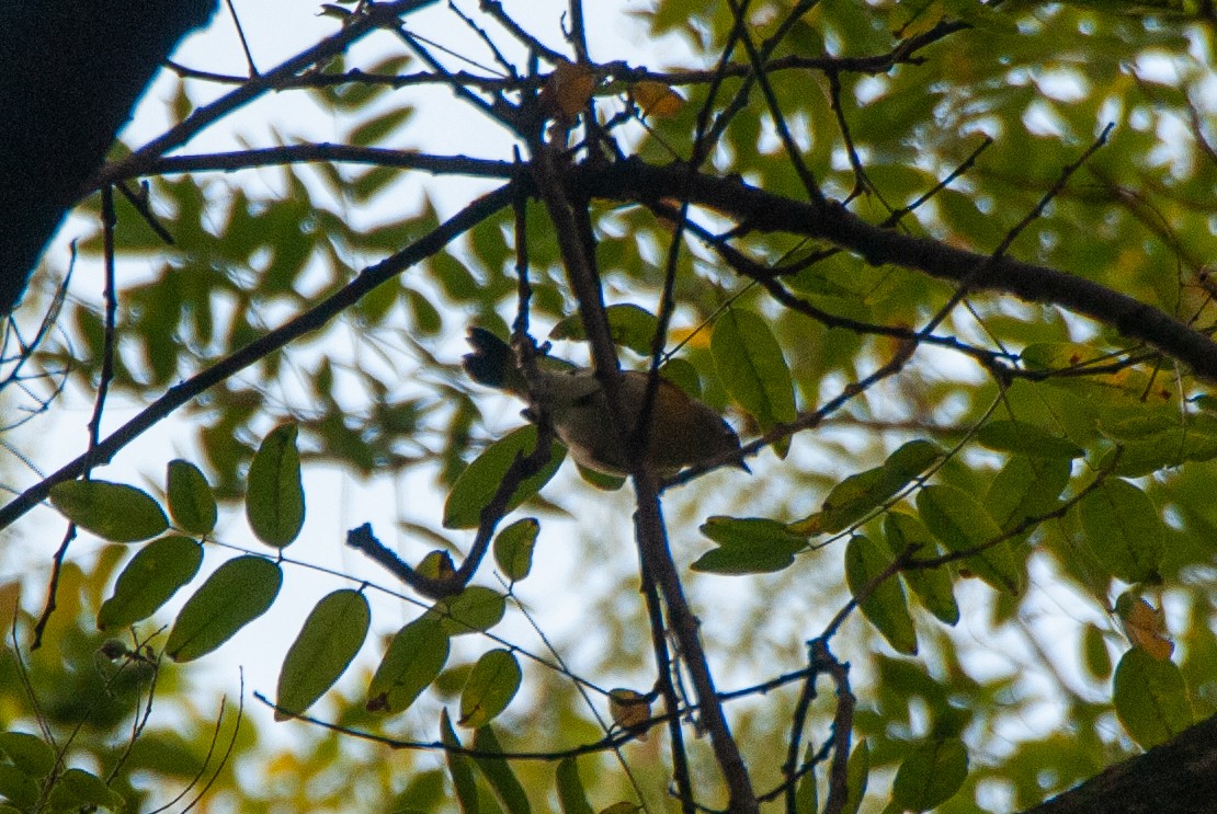 new world warbler sp. - ML641831989