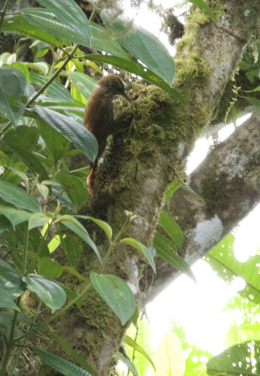Spotted Woodcreeper - ML641831990
