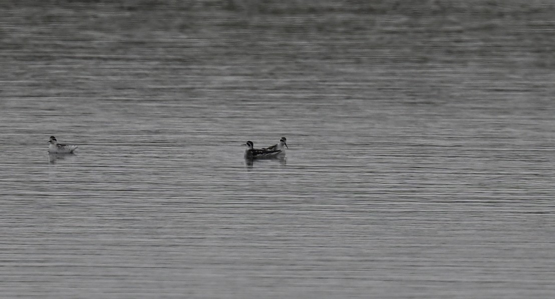 Red-necked Phalarope - ML641831993