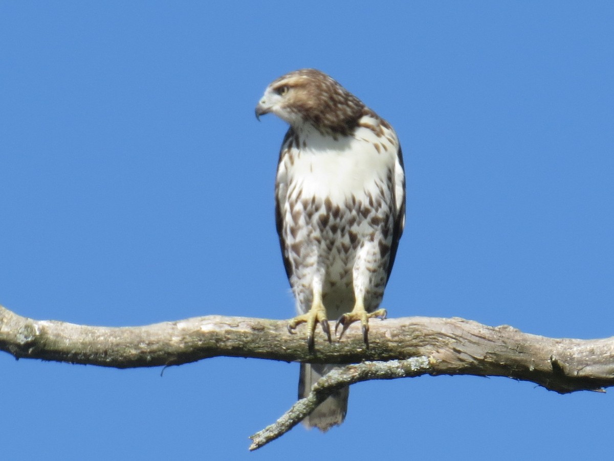 Red-tailed Hawk - ML641831994