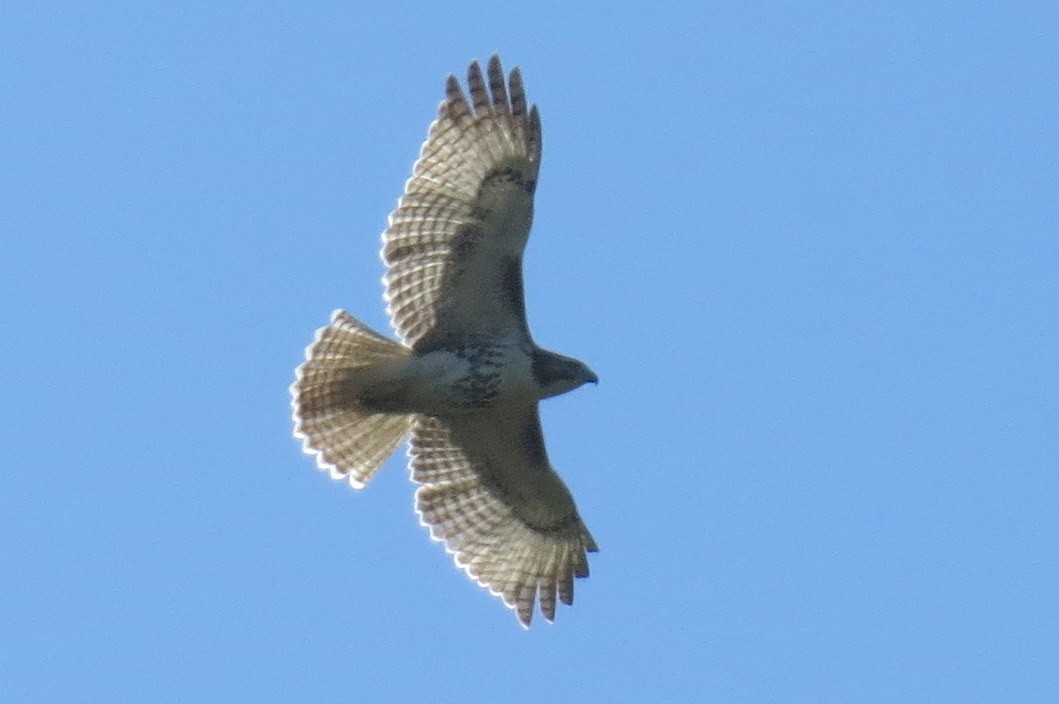 Red-tailed Hawk - ML641831997