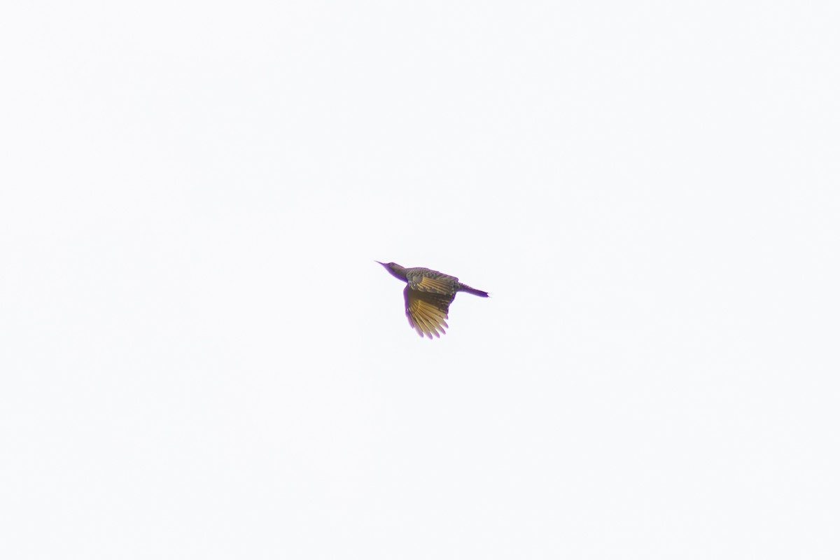 Northern Flicker - ML641831999